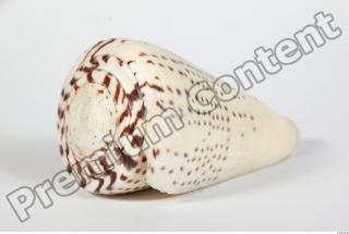 Seashell 0022